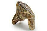 Rare, Juvenile Woolly Mammoth Upper P Molar - North Sea Deposits #370348-1